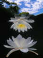   Lily same mirrored small lake Netherlands pictures taken 100 under water but 10 cm depth. depth  